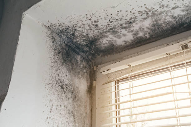 Affordable Mold Cleanup solutions in Camas, WA